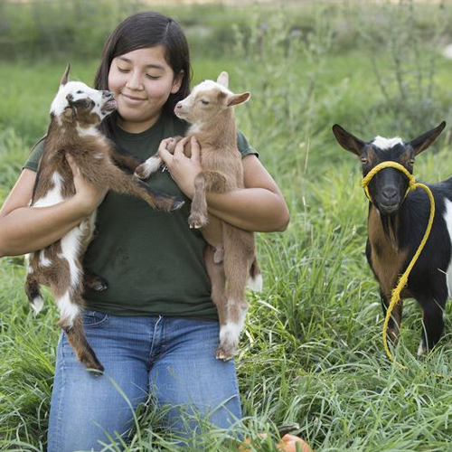 Student holds baby goats by the mom goat