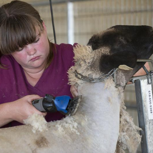 a student sheers a blackface sheep