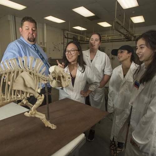 students at meat lab study the bones of a pig