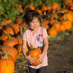 A child smiles as she clutches a pumpkin she has picked from the patch.
