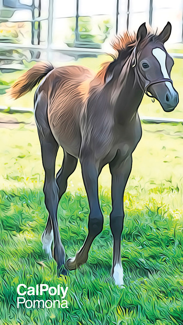 An Arabian Foal
