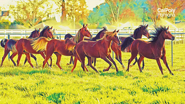Arabian Horses at Cal Poly Pomona