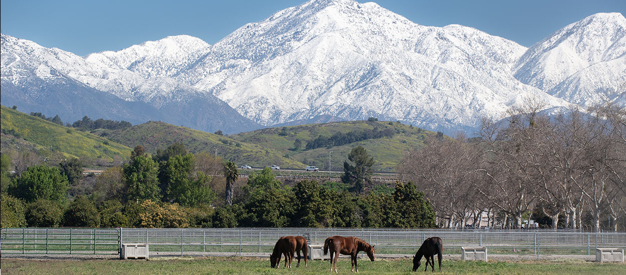 Horses grazing with mountains in the background