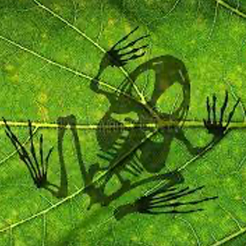 shadow of a frog skeleton on a green leaf image by Dreamstime