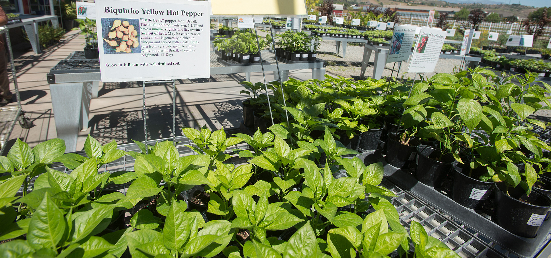Binquinho Yellow Hot Pepper plants