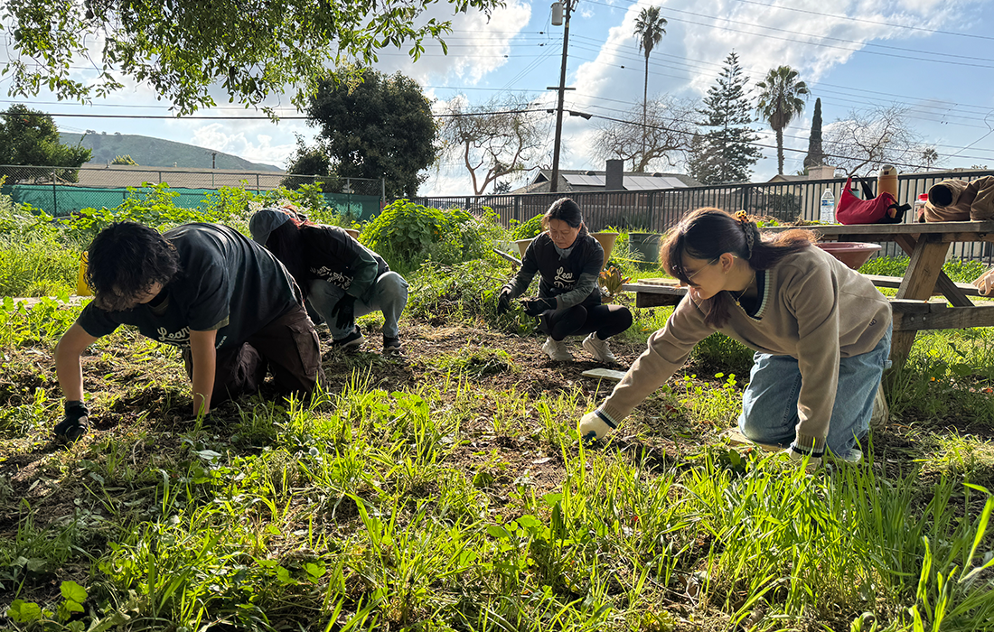 Students, faculty and staff members and their friends and family volunteer during MLK day.