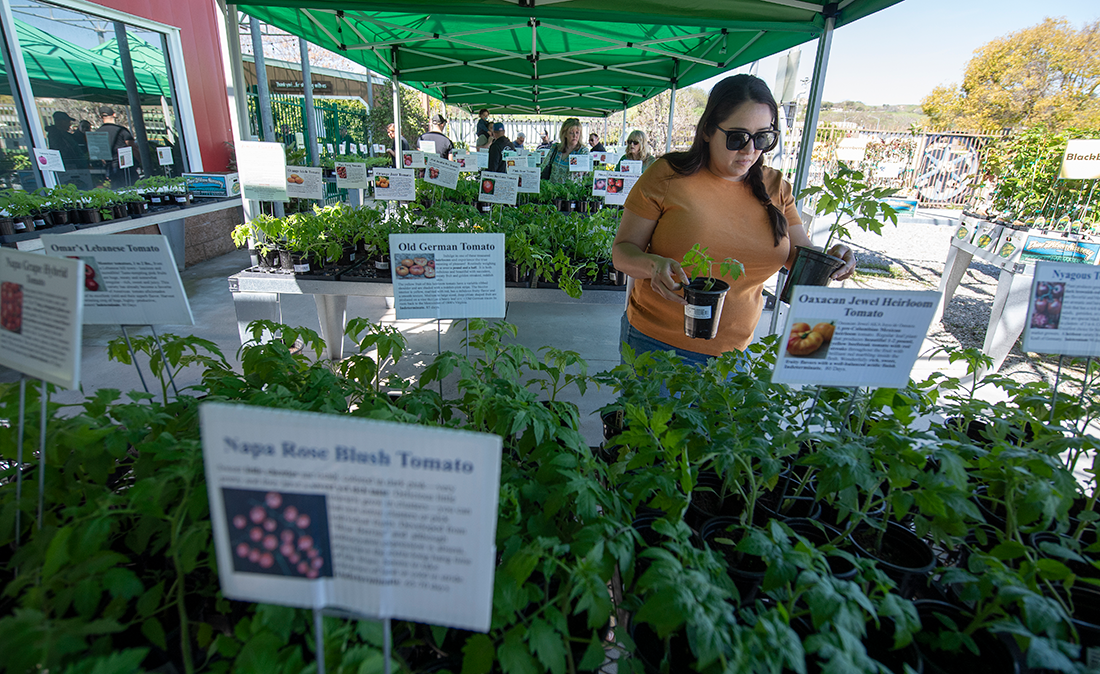  A female shopper browses tomato plant varieties during Tomatozania.