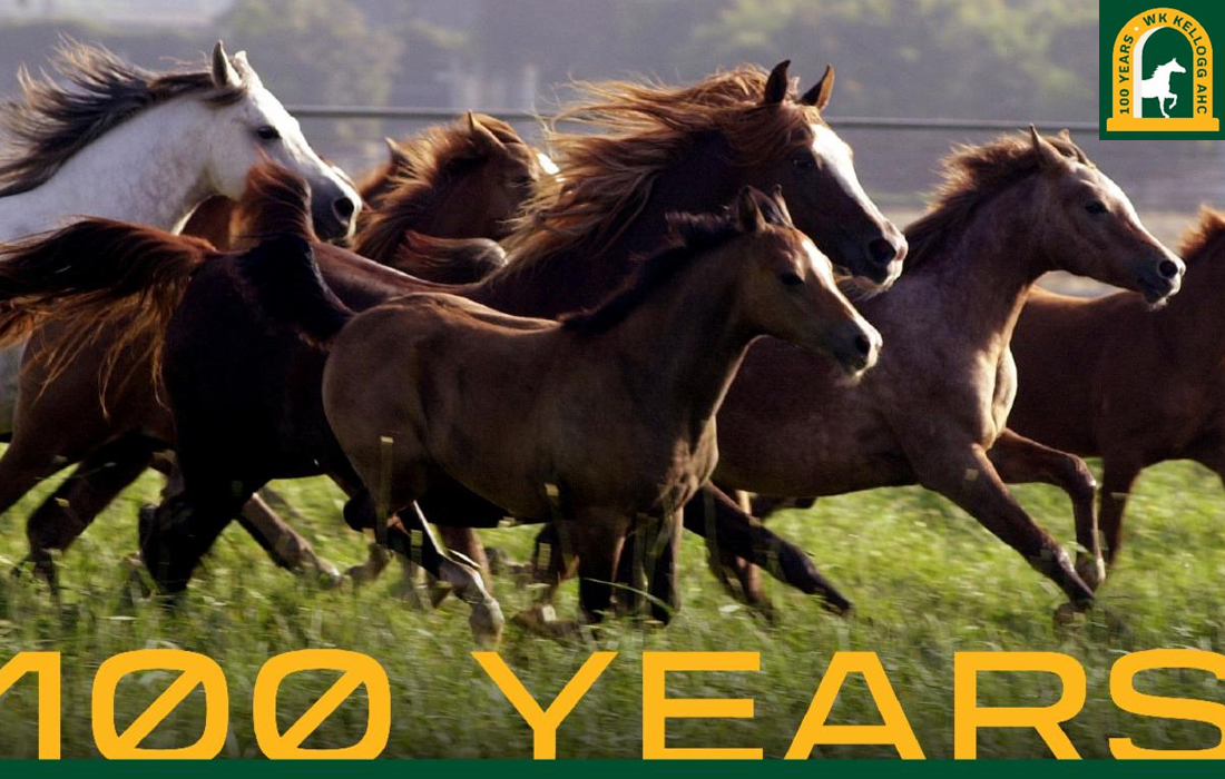 Horses running in the field with the words 100 Years