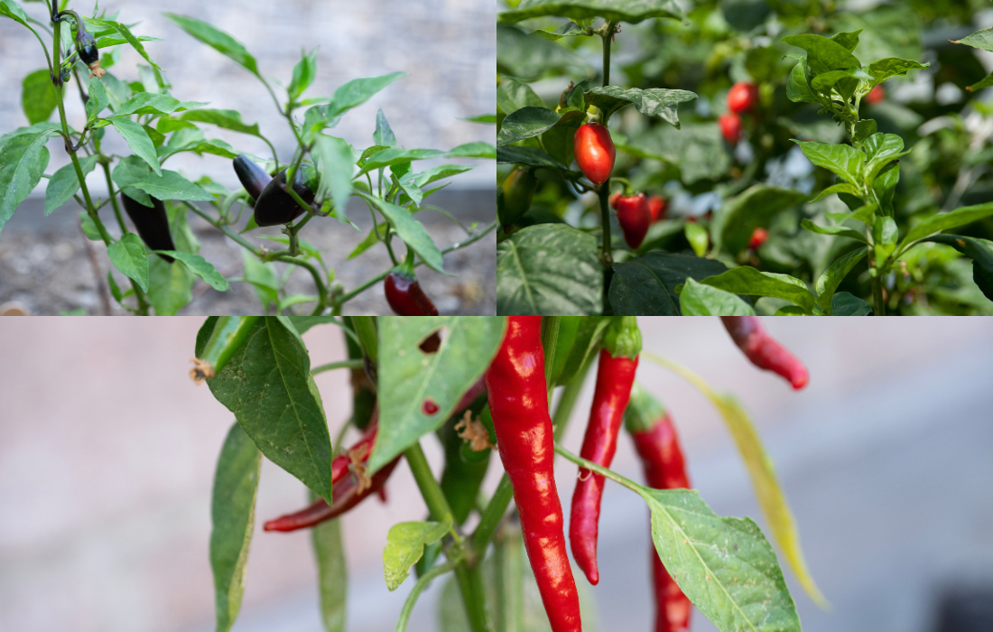 Collage of seranno, cayene and ghost peppers. 