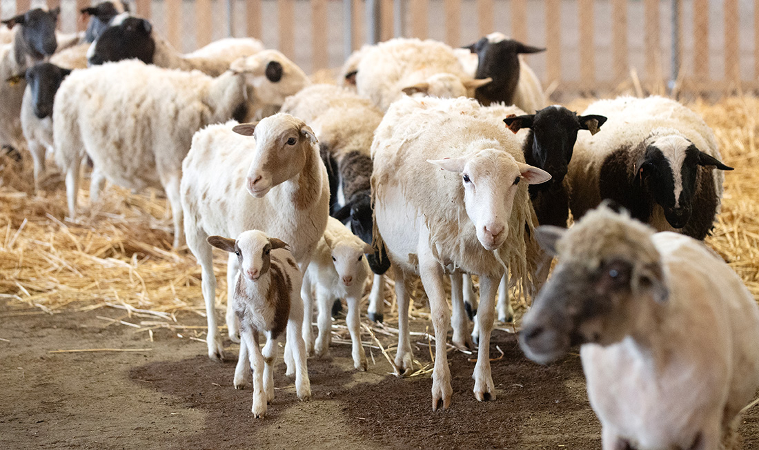 CPP sheep arrive at the Big Red Barn at the LA County Fair. 