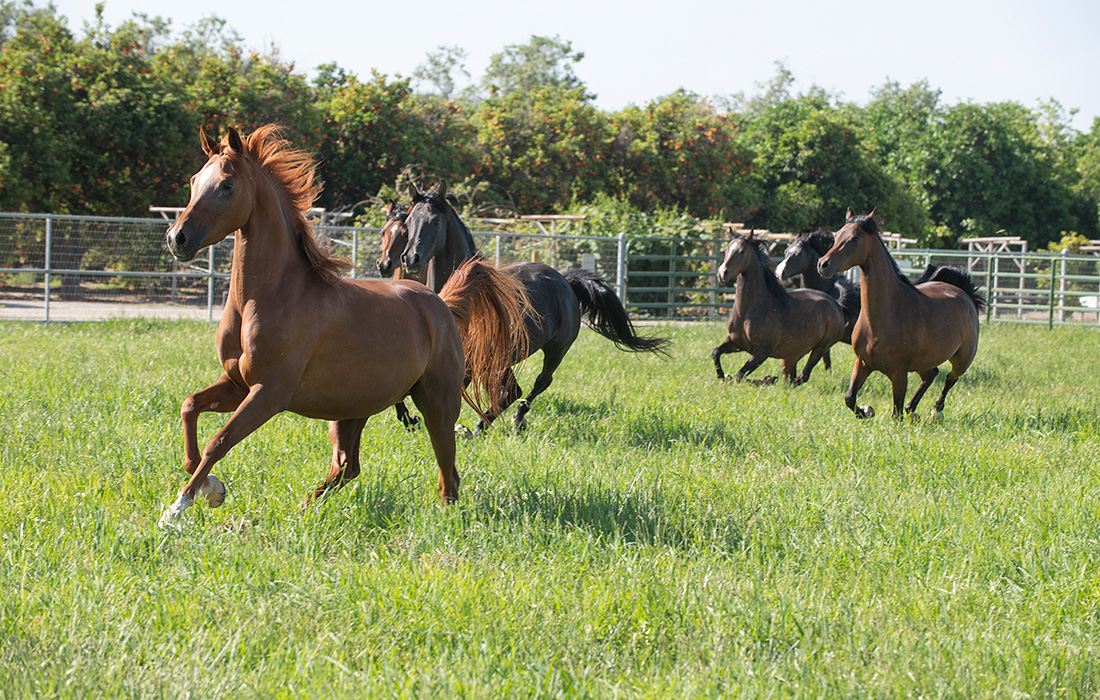 Running Arabian Horses