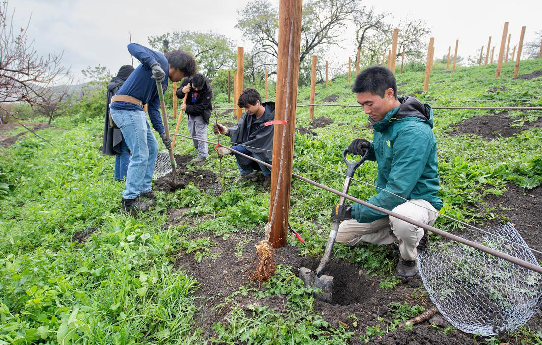 Group of people planting apple trees