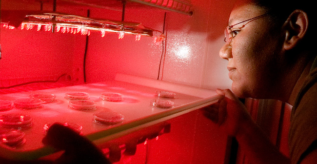 A student observes samples in a Plant Science lab