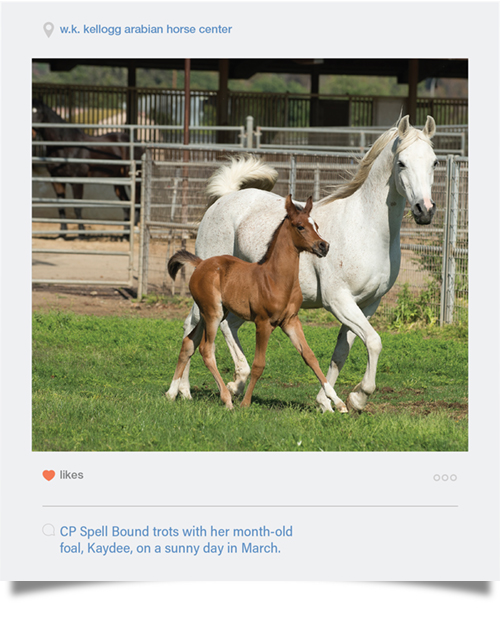 W.K. Kellogg Arabian Horse Center - CP Spell Bound trots with her month-old foal, Kaydee, on a sunny day in March.