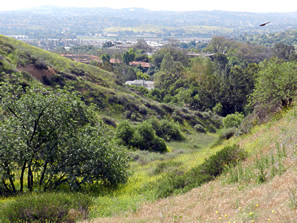 looking down a canyon in the coastal sage toward the developed part of campus