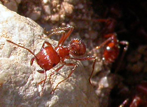 ant climbing small rock