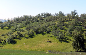 walnut woodland on hill above pastureland