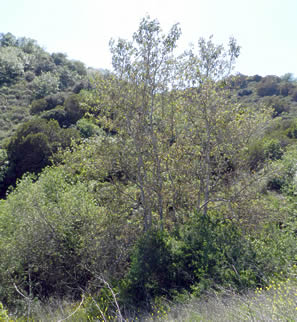 tall trees on right, shorter trees on left