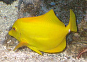 yellow turning fish