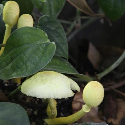 Mushrooms in the Rainforest