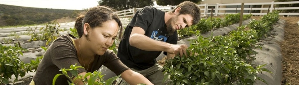 Sustainability - planting and growing own produce