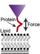 protein, lipid, force