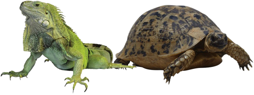 Iguana and Turtle