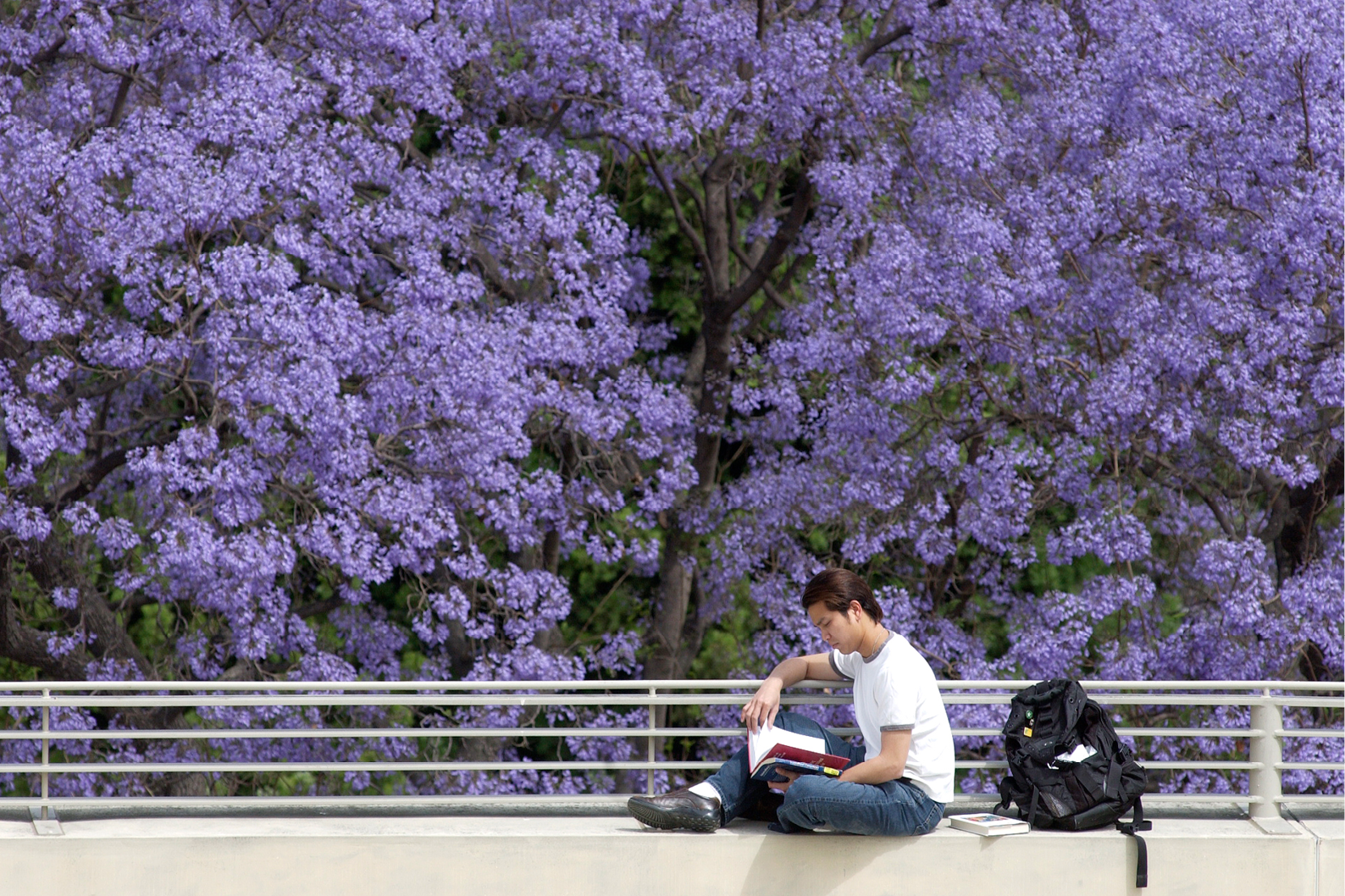 A student studies in front of a purple jacaranda tree