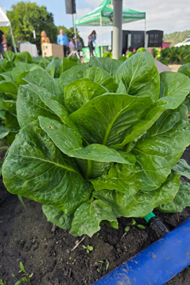 Lettuce growing under a solar panel.