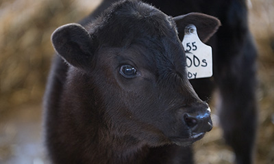 A close-up photo of a calf at Cal Poly Pomona