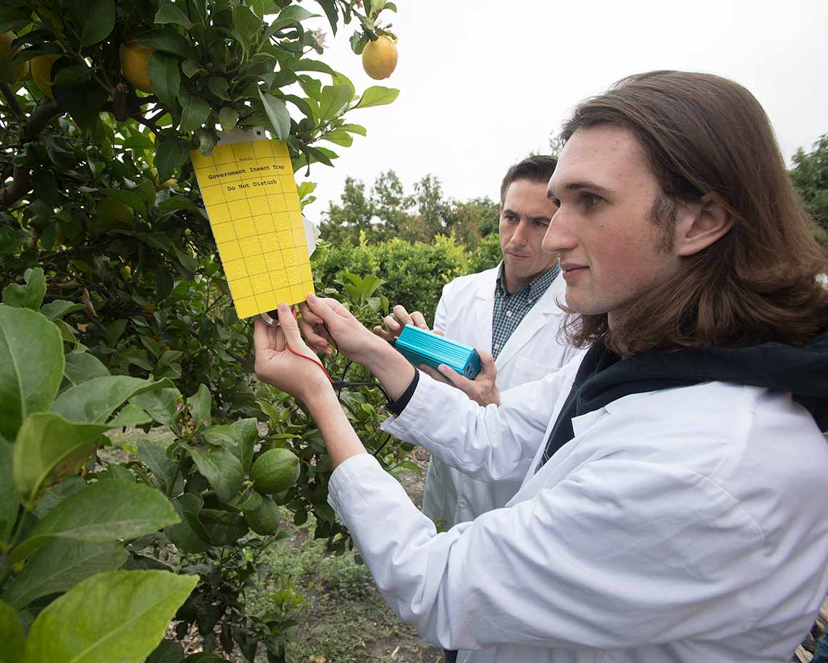 Two Cal Poly Pomona students check a citrus tree for Asian citrus psyllids.