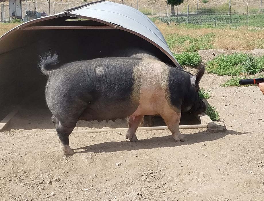 A hog at the Cal Poly Pomona swine unit.