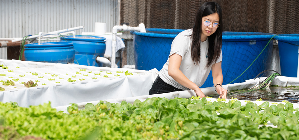 A female student works on an lettuce growing indoors in an aquaponics system.