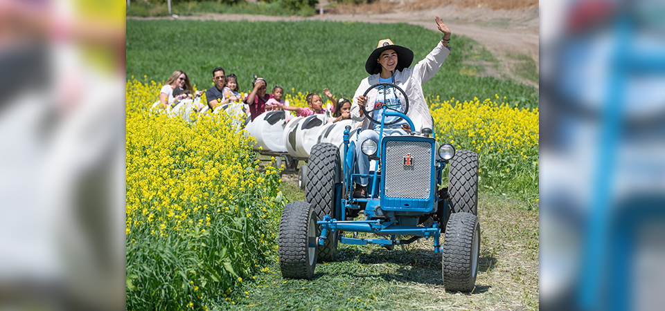 A female student waves as she drives a farm tractor pulling cow cars with kids and parents in them.