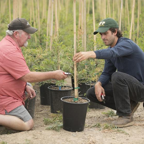Intern prunes trees at Tree Town Nurseries