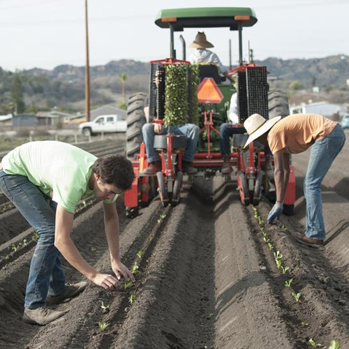 students plant vegetables at Spadra Farm