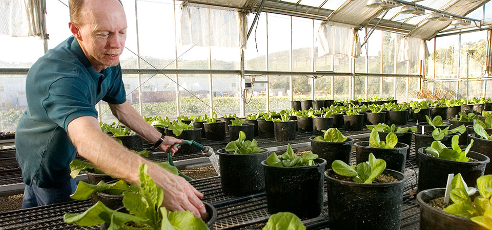 Professor David Still works with lettuce in a greenhouse.
