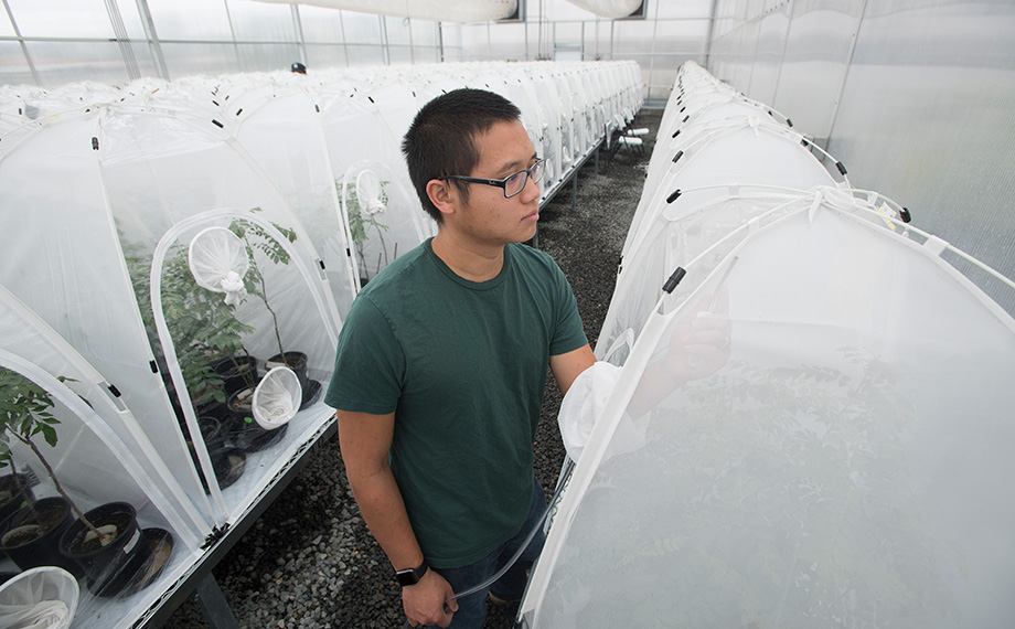 A man with glasses checks plants housed in little white tents within a greenhouse at Cal Poly Pomona..