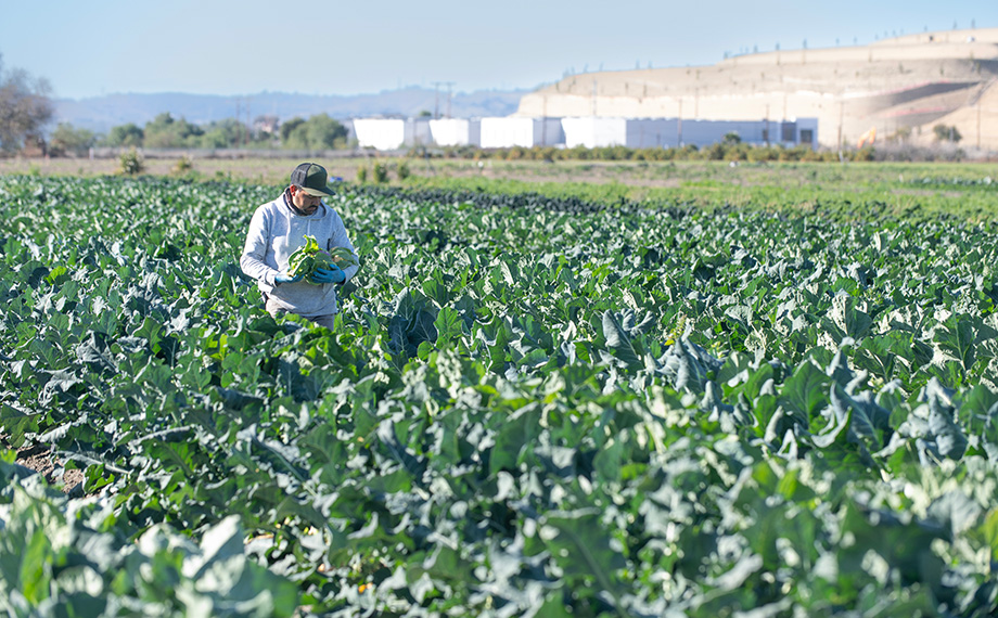 A worker walks through a field of cauliflower at Spadra Farm.