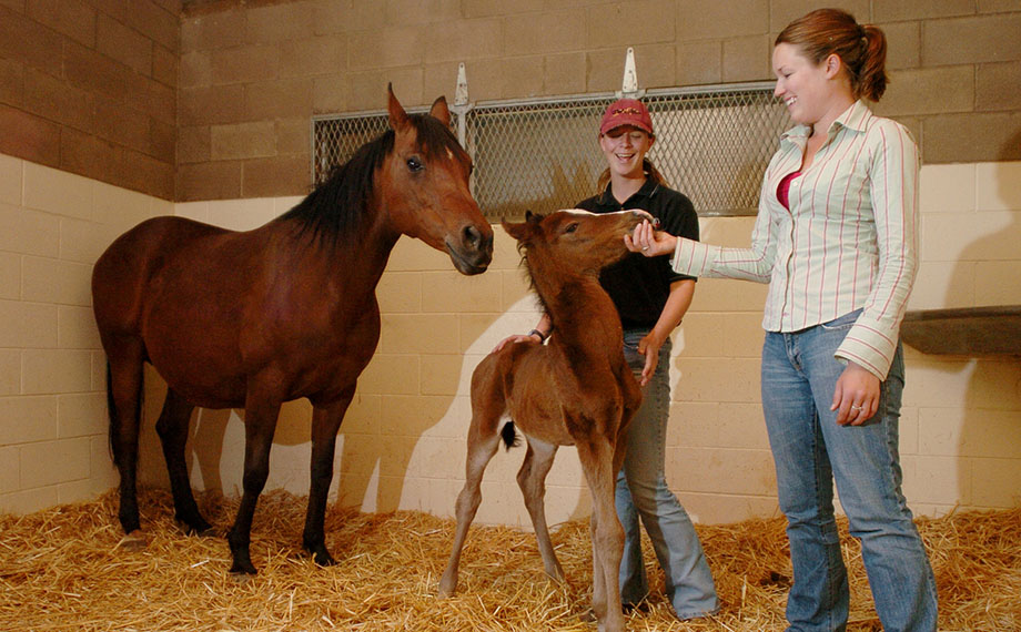 Two female students greet a foal with its mare in a stable.