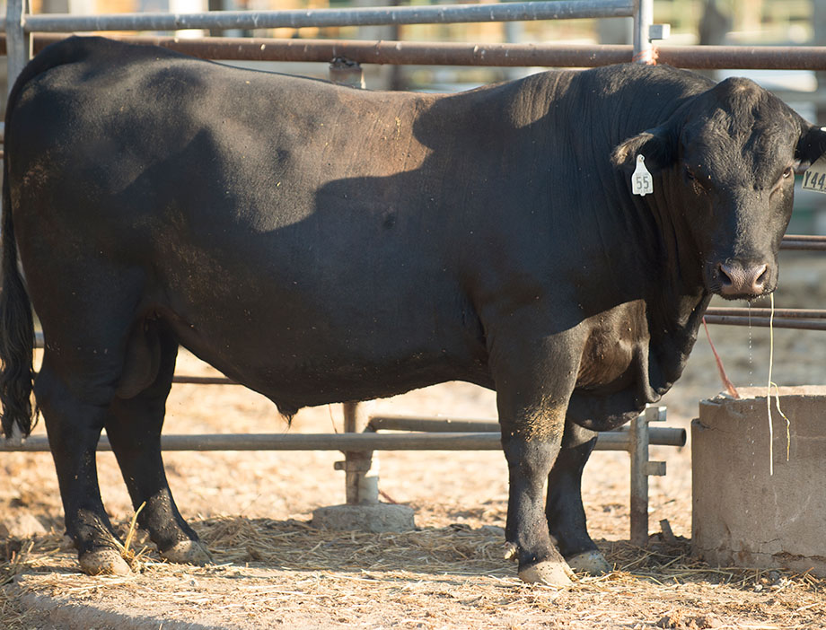 A cow stands in the Cattle Unit