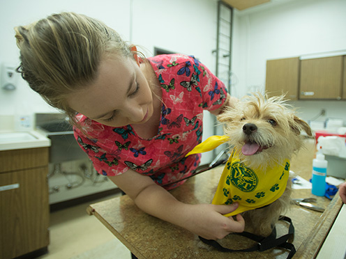 An student puts a decorative scarf around a dog.