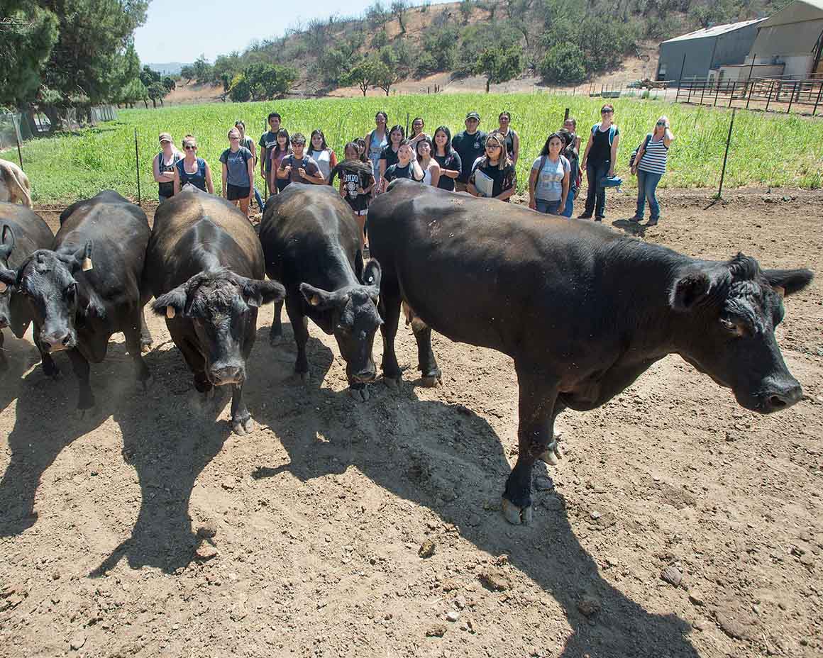 Students watch cattle walking across a pen on the first day of the fall term at Cal Poly Pomona.