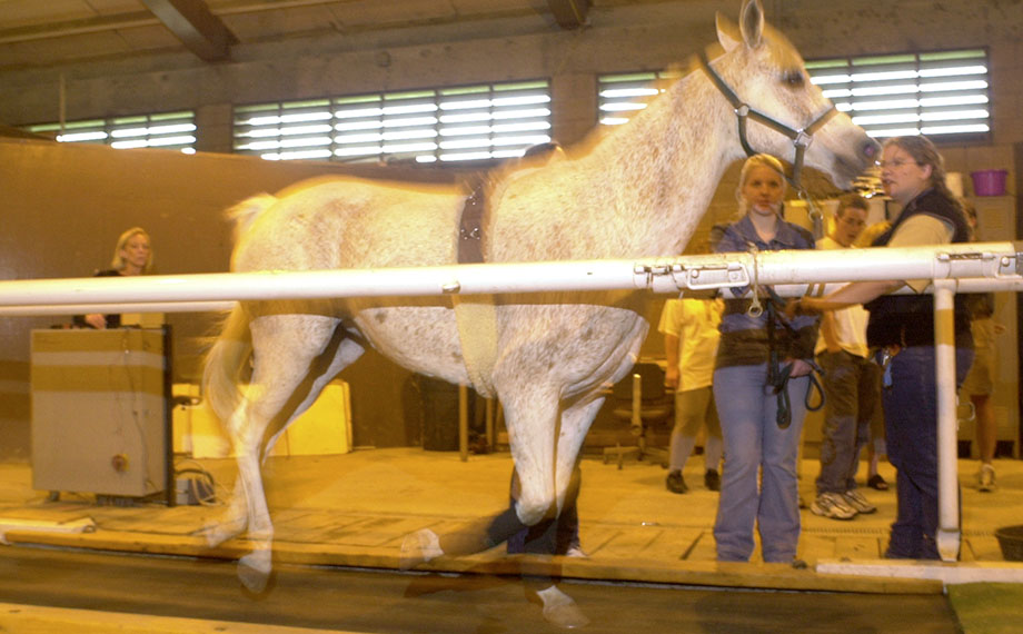 An Arabian horse trots on a treadmill at the W.K. Kellogg Arabian Horse Center at Cal Poly Pomona.
