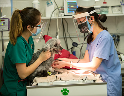 Two female students in scrubs and masks work with a dog in an animal health science lab.