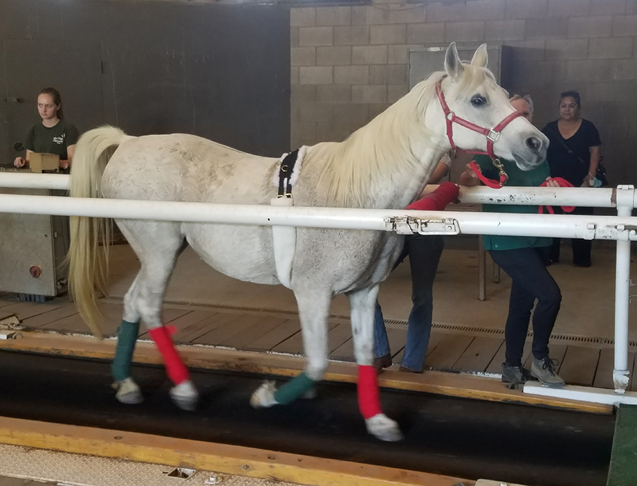 A horse runs on a treadmill at the W.K. Kellogg Arabian Horse Center