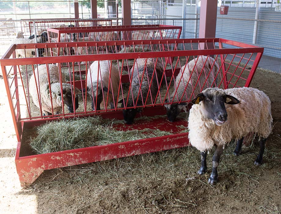 Sheep eat hay from a feeder at the Sheep Unit.