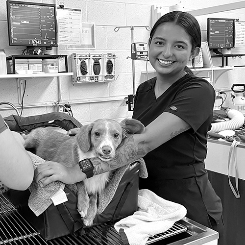 An animal health science student tends to a dog. 