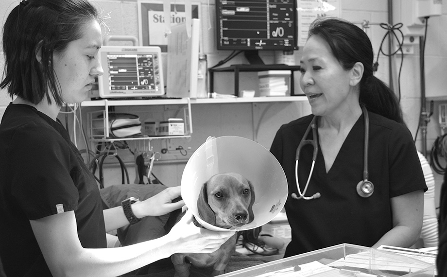 A student and professor work on a dog that has a protective cone.