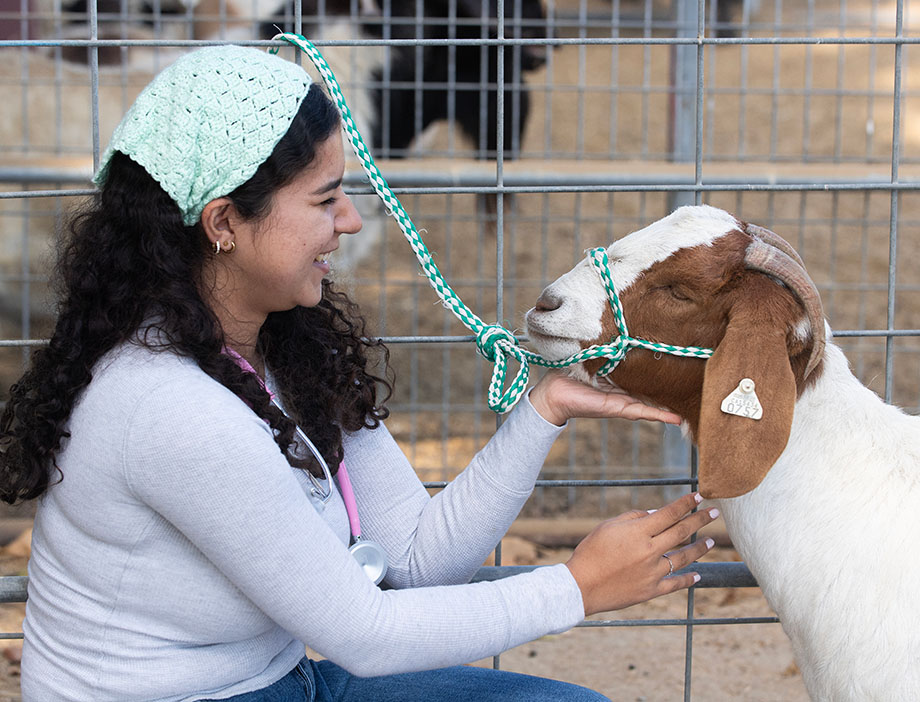 A female student works with a goat